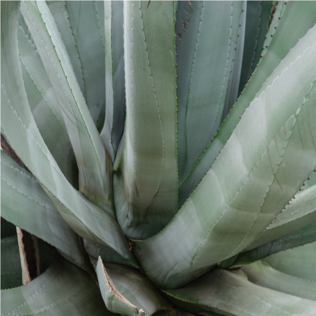 Aloe Vera: ingrediente activo