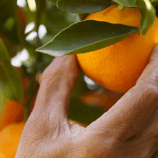 marca consciente planeta