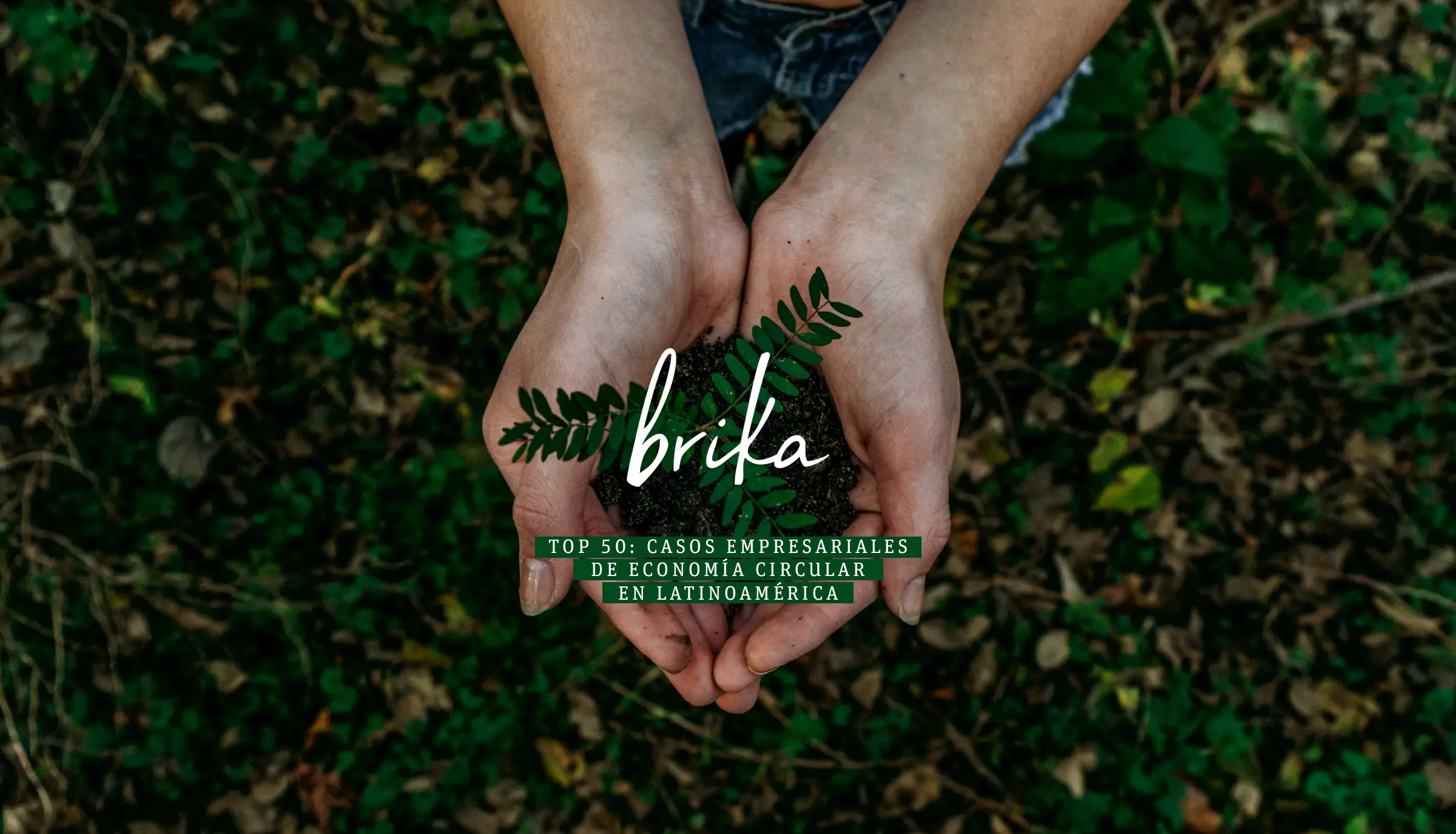 Brika Organics Top 50 casos empresariales